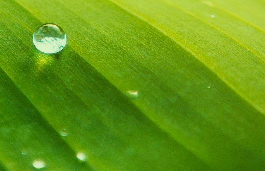 Wassertropfen auf einem grünen Blatt